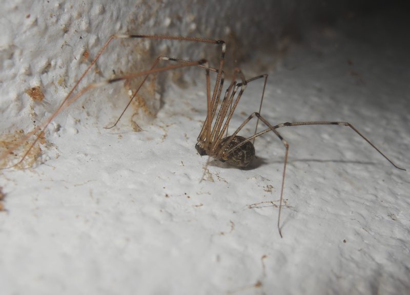 Holocnemus pluchei